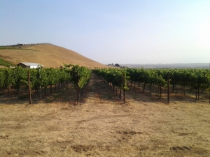 Vineyard view 2013